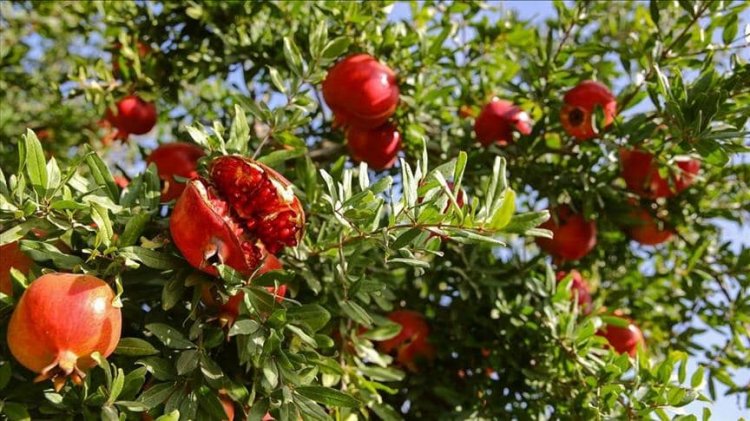 Suruç'ta Üretiliyor Avusturya'da Tüketiliyor!